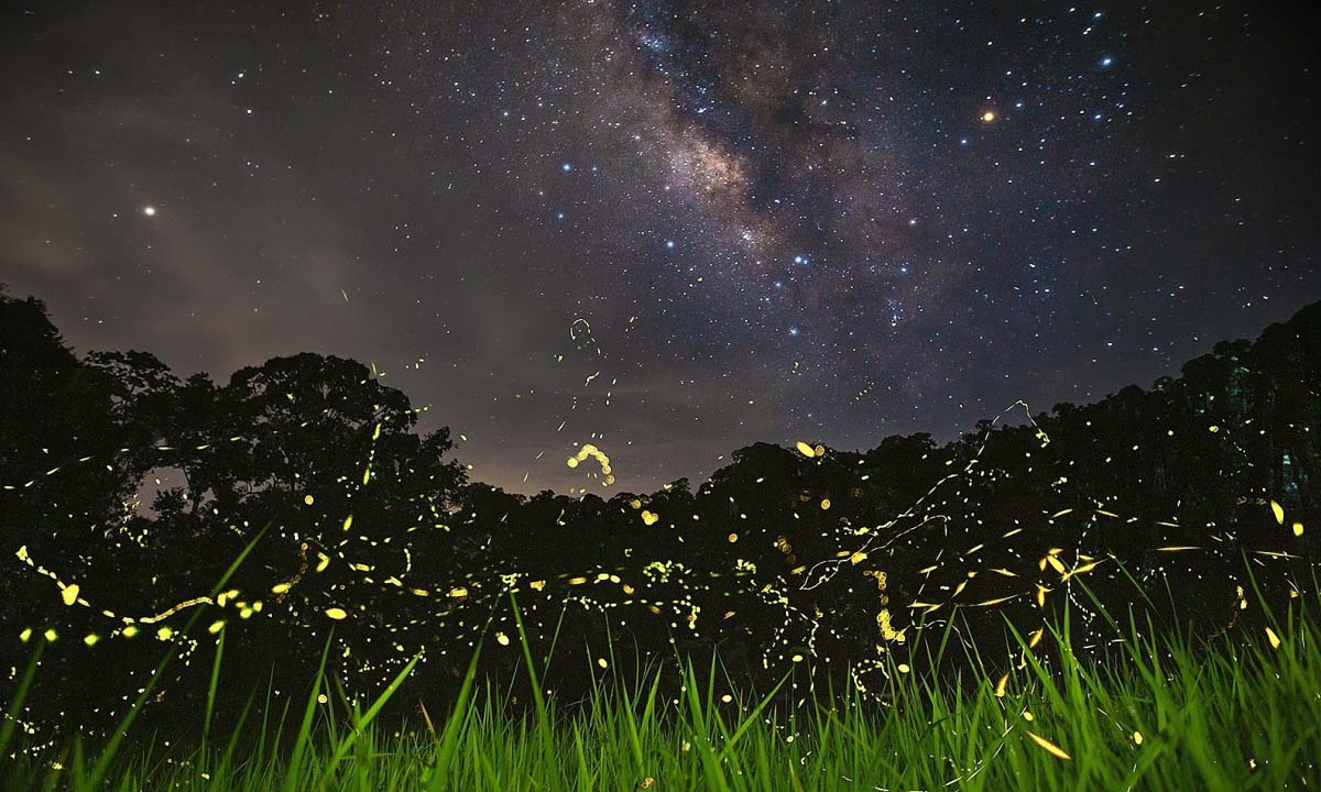 Fireflies in Cuc Phuong National Park